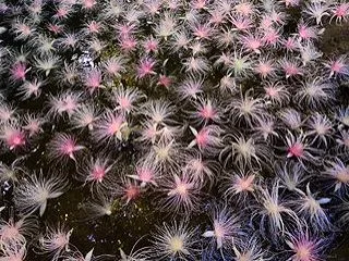 ついに、完全版