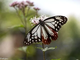 アサギマダラ