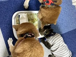 残り物には福がある
