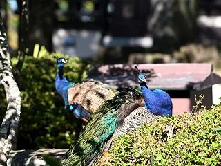 動物園のように