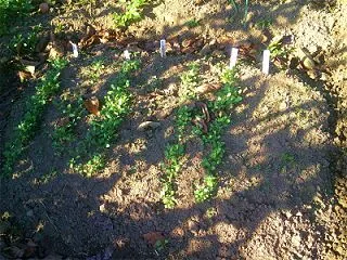 ハウス内への定植等着手