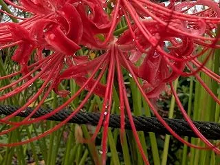 曼殊沙華（権現堂）