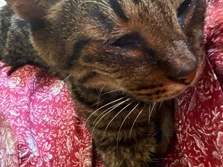 わかばちゃん、しんどいの？