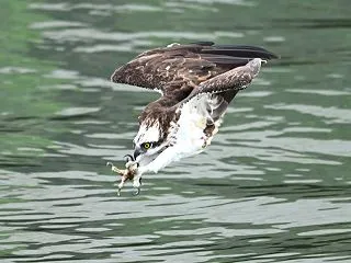 今日も西のミサゴの続きです！