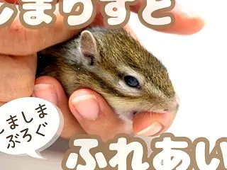 しまりすとふれあい