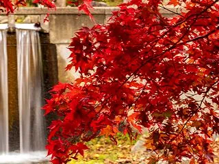 ダム公園の紅葉