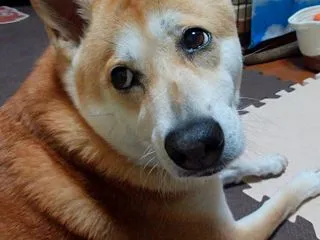 我が家は、これでいい。