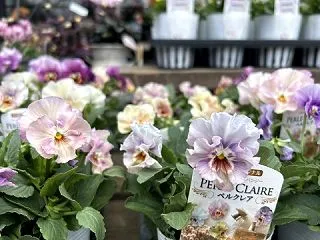 パンジー「ペルクレア」と入荷の花