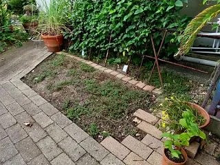 オキザリス・フラバ