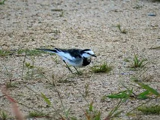 白鶺鴒わが眼前に寄り来たり