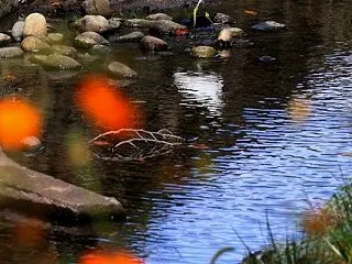 コサギ