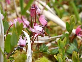 ツルコケモモ～水苔の中から花茎をのばし