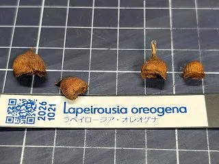 ラペイロージア・オレオゲナ（Lapeir…