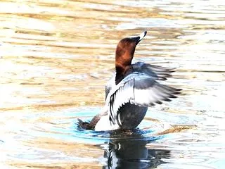 在庫から、調整池で撮影した、ホシハジロの…