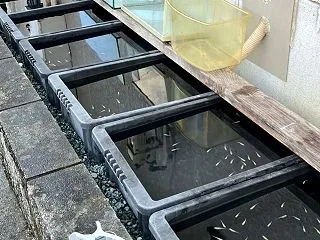 １から改良メダカプロジェクト進行中