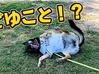 愛犬とお出かけしたら、予定変更で世界遺産…