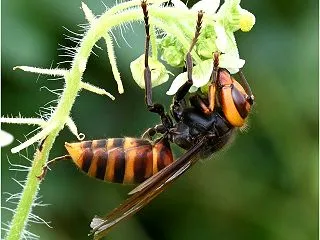 多摩川河川敷のコガタスズメバチ ハチ 1…