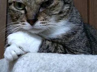 なんとも可愛い人間のような？