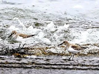 今日の鳥撮りは遠出を避けて雨の海岸エリア…