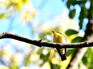 今年は帰っていく鳥でも嬉しいです....…