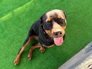 今日のロッタちゃんと レスキューの犬達🐶