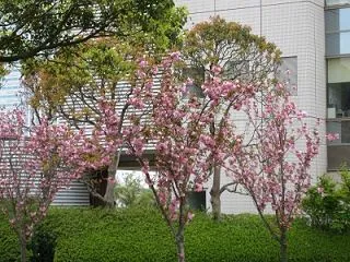房総の桜