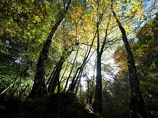 「黄葉始まるブナ林」 （徳島県那賀郡木沢…
