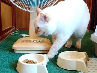 煮え切らない