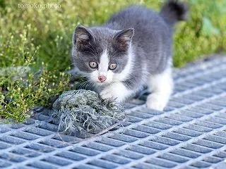 これは何ニャ！？宝物を見つけたウニちゃん…