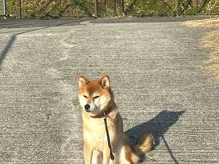 最近の朝時間〜謎の柴犬とオッさん〜