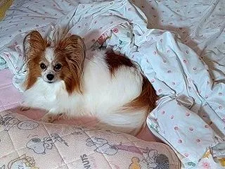 おじゃま虫 (˶ᵔᗜᵔ˶)