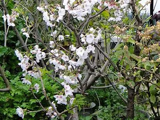春に鉢植え「桜」の大掛かりな手術を行いま…