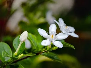 汚れた素焼きの植木鉢をキレイにしました
