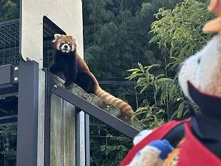 レッサーパンダの守守（ショウショウ）くん…