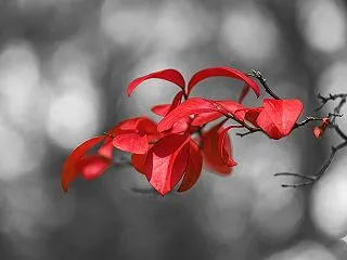 紅葉