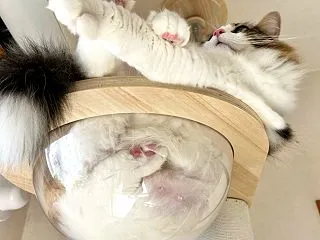ぎゅーぎゅーのお供