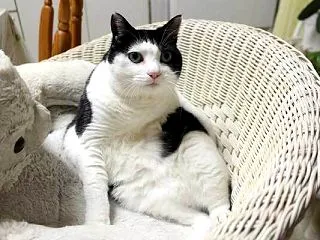 お嬢様座り