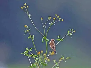ノビタキ