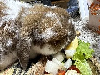 ぶちゃいくねんね？可愛いねんね＆みんなで…
