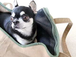 アゲハ、病院へ行く