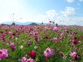 令和8年秋 奈良県藤原宮跡コスモス畑のコ…