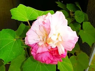 日付が変わってしまったけど・・・💦