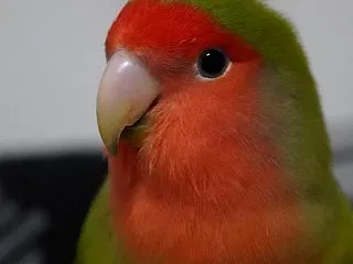 飼い主の日常をコザクラインコに演じてみて…