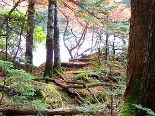 北八ヶ岳、苔の森＆白駒の池へ