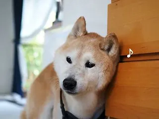 行くぞ、お散歩！