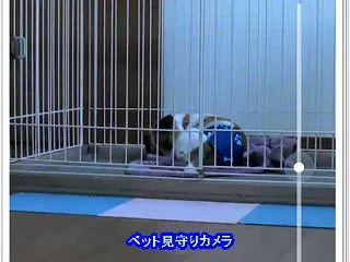 やられた！