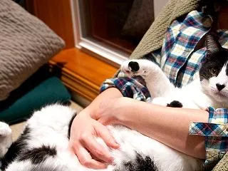 犬のしこり・できものは良性？悪性？自宅で…