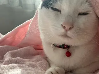 ぷく 眠いのね、寝ていていいよ