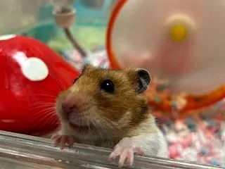 ヤンチャハムスターズ