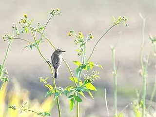 田んぼで遊ぶノビタキ（複数枚）